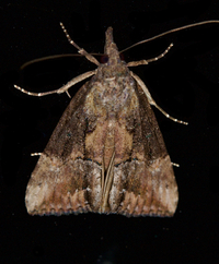 Hypena scabra