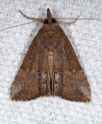 Hypena scabra