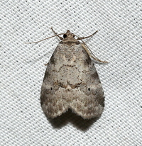 Hyperstrotia pervertens