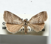 Hyperstrotia pervertens