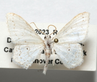Idaea tacturata