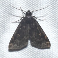 Idia lubricalis