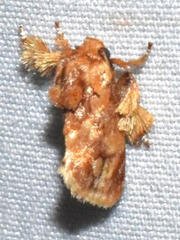 Isochaetes beutenmuelleri