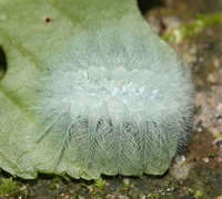 Isochaetes beutenmuelleri