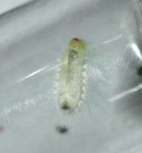 Isochaetes beutenmuelleri