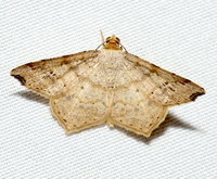 Macaria aemulataria