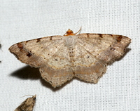 Macaria bicolorata