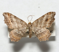 Macaria multilineata