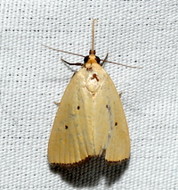 Marimatha nigrofimbria