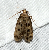 Martyringa latipennis