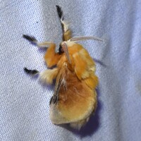 Megalopyge opercularis