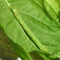 Melanolophia canadaria