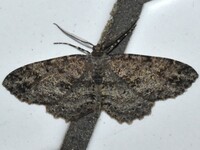 Melanolophia canadaria