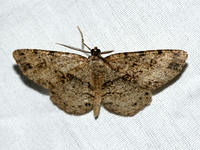 Melanolophia canadaria