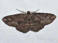 Melanolophia canadaria