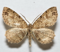 Melanolophia canadaria