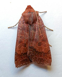 Metaxaglaea viatica