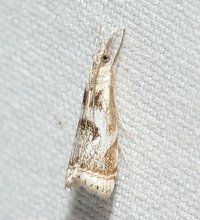 Microcrambus elegans