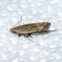 Monochroa unidentified species