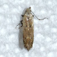 Monochroa unidentified species