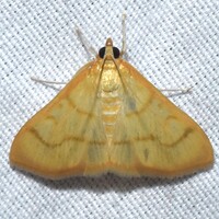 Neohelvibotys neohelvialis