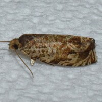 Olethreutes unidentified species