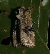 Oligia modica