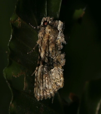 Oligia modica