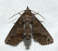 Paectes abrostoloides