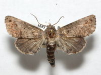 Paectes abrostoloides