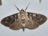 Palpita magniferalis