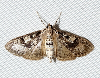 Palpita magniferalis