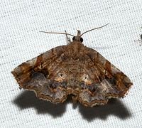 Pangrapta decoralis