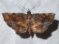 Pangrapta decoralis
