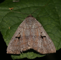 Panopoda carneicosta