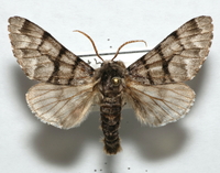 Panthea furcilla