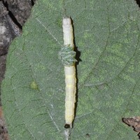 Parallelia bistriaris