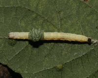 Parallelia bistriaris