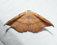Patalene olyzonaria