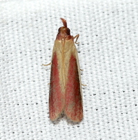 Peoria approximella