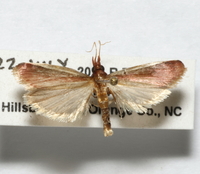 Peoria approximella