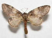 Peridea angulosa