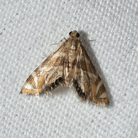 Petrophila canadensis