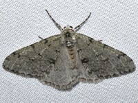 Phigalia strigataria