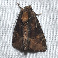 Phosphila turbulenta