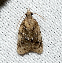 Platynota exasperatana