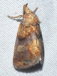 Plusiodonta compressipalpis