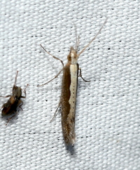 Plutella xylostella