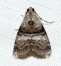 Pococera asperatella