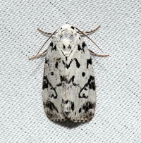 Polygrammate hebraeicum